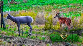 Check Out the Attention this Buck Decoy Gets! (Outtake, Deer Season 2020)