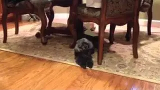 Dog wont pee pee on my rug no more
