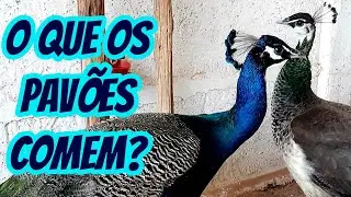 O que os Pavões comem? Qual tipo de ração e alimentação dá para um pavão pavoa e filhotes comer?