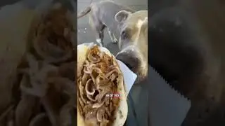 XXLBALU bekommt seinen 1. eigenen Döner #hundeliebe #cutedog #americanbully #hund #dog #döner