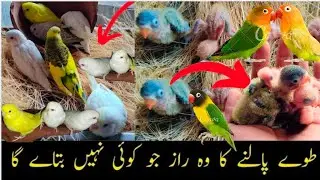 Lovebirds full information | lovebirds breeding tips in Urdu/hindi |fisher,lutino,albino information