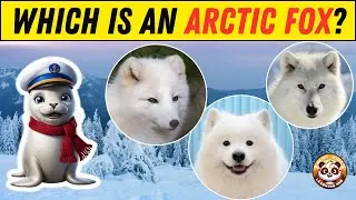 Cold Region Animal Guessing Game ❄️| Fun Quiz for Kids | Discover Polar Creatures!