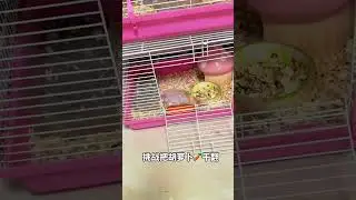 What a side profile#Hamster#Golden Thread Bear#Daily sharing of rat keeping