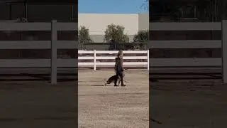 IGP 3 dog practicing competition heel @towsek9solutions14