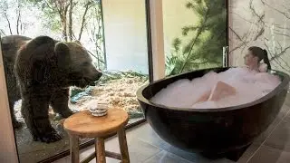 Sleeping with Lions, Tigers and Bears at Jamala Wildlife Lodge, Canberra, Australia, 5 stars hotel