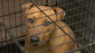 78 percent of animals rescued by Las Vegas shelter had no collar, microchip