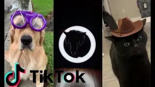 2020 August Funny Cute Tik Tok Animal Compilation V1