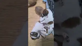 Pure joy in tiny, chubby bodies#CutenessOverload #PuppyLove #HappyTails