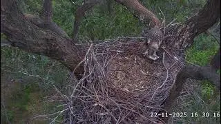 A fish was delivered to the nest for SE36 at dinner / 16:26 / 22-11-2025 / Sea-EagleCAM