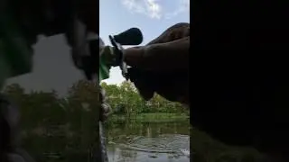 Nice 3pd off the blue raging craw #bassfeatured #likeandsubscribe #bass #fishing