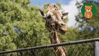 EP#24 | Greater Vancouver Zoo Virtual Walking Tour 4K  | Mom and Baby Stroll