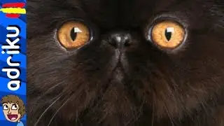 CATS [Fandub Espa&ntilde;ol]