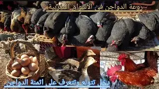 من رحبة الدواجن في سوق الأربعاء عين الشكاك كاين الدجاج البلدي والفيومي وبيبي والحجل والإوز والبط