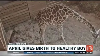April The Giraffe Gives Birth
