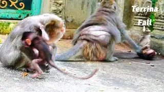 Heart Million Breaks!, Barry Slap Terrina One Hand Fall And One Elbow To Baby Bean Move Backward