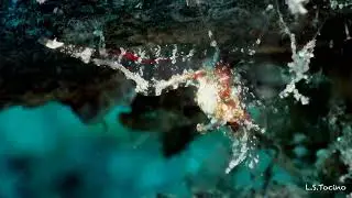 Eualus 1