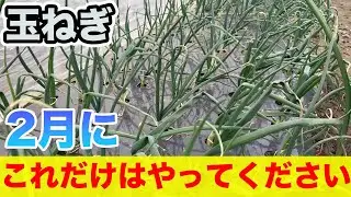 【玉ねぎ】2月にこれやるだけで、よく育ちます
