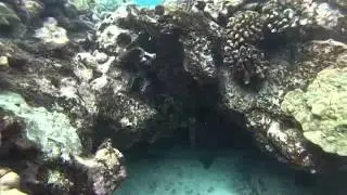 Hawaii Shark Sighting.White Tip Reef Shark!