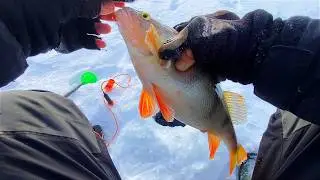 ГОРБАЧИ ЗАБИРАЮТ ЛЕСКУ ИЗ РУК!! КРУПНЫЙ ОКУНЬ на водохранилище.