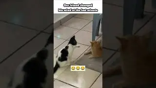 Funny cats | funny animals #funnyvideos #funnycats #cats2025