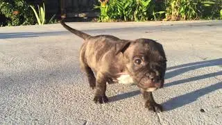 Dainty - Staffordshire Bull Terrier Puppy | Puppy Dancing & Playing | Adorable Staffie