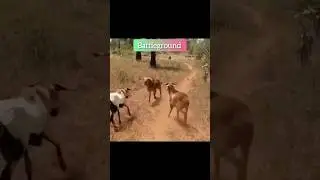 Hill Goat | 🔥 #fight #hills #animals #goat #adventure #wildlife #ai #short #shortvideo #ai #anime