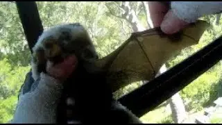 Rescuing a microbat in a sliding door crevice:  this is Serpentine