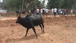 Pure Breed Kangayam Bulls | தூய இன நாட்டு மாடுகள்
