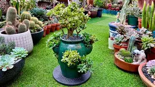 Crassula Ripple Jade in 6 Pocket Planter