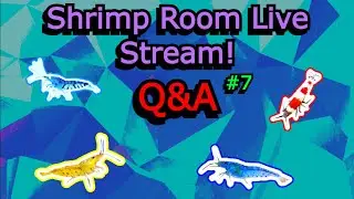 Shrimp Room Live Q & A #7