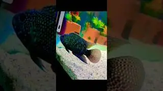 My big jack dempsey another fav cichlid🔥from 1inch 2 years #jackdempsey #short #subscribe