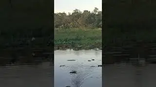 sambaran gabus monster