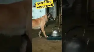 ImanDar Dog
