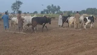 Bull powered field levelling | Antique and ancient style of ploughing | Traditional and old punjab