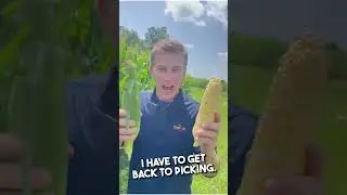 Local peaches and cream corn is free!