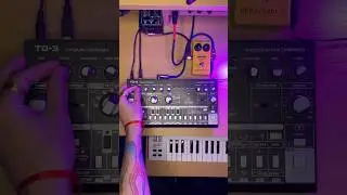 Behringer TD-3 in Action &mdash; Insane Acid Bassline