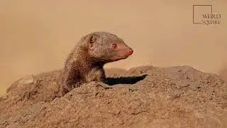 Interesting facts about mongoose dwarf by weird square