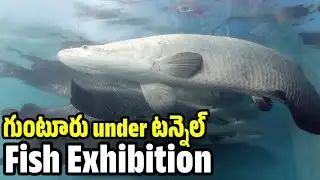 Guntur Under Tunnel Fish Exhibition #GunturExhibition