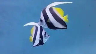 Beautiful fish video 1
