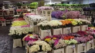 Incredible Cut Flower Department - Longacres Garden Centre, Bagshot, Surrey
