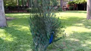 Big Daddy Peacock At the Fountain of Youth St Augustine, FL