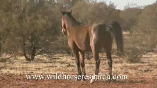 The Desert Brumby Promo