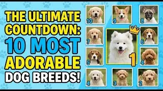 The Ultimate Countdown: 10 Most Adorble DOG Breeds!