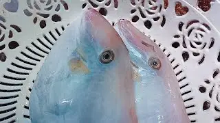 Aluterus Monoceros Fish Cutting Skills | Amazing Live Fish Cutting
