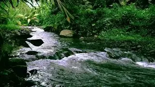 Relaxing Mater River Soundscape with It's Mossy Rock | sleep - relax - enjoy life - ASMR