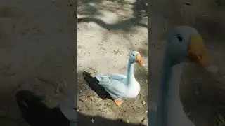 duck 🦆 dick @mkshort7 @YouTube @ViralYouTubeShortsNo1