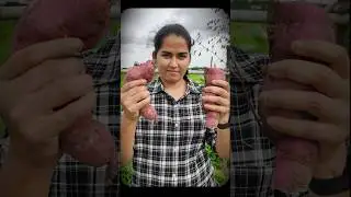 Sweet Potato Harvest | Vaaradhi Farms | Nethra | Organic Farming
