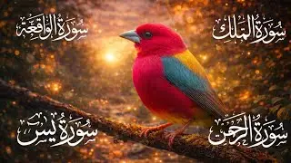 Most Beautiful 4 Surahs | Yaseen Mulk Rahman Waqia Full Recitation | No Music