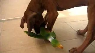 Chasse au canard, entra&icirc;nement^^