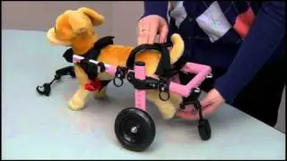 How to Adjust The Walkin' Wheels Small Dog Wheelchair